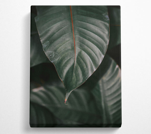  A Canvas Print of Emerald Green Leaf Vein. Canvas Print
