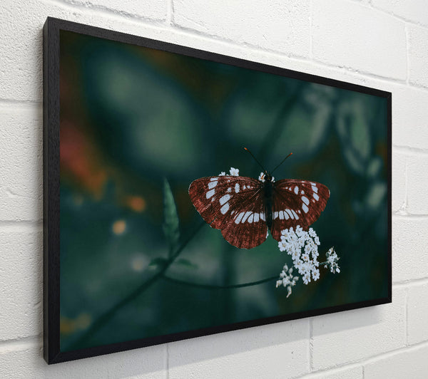 The Maroon Butterfly