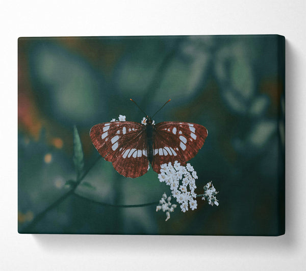  A Canvas Print of The Maroon Butterfly Canvas Art