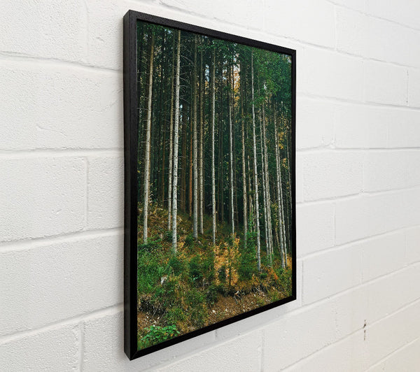Sunlit Green Forest
