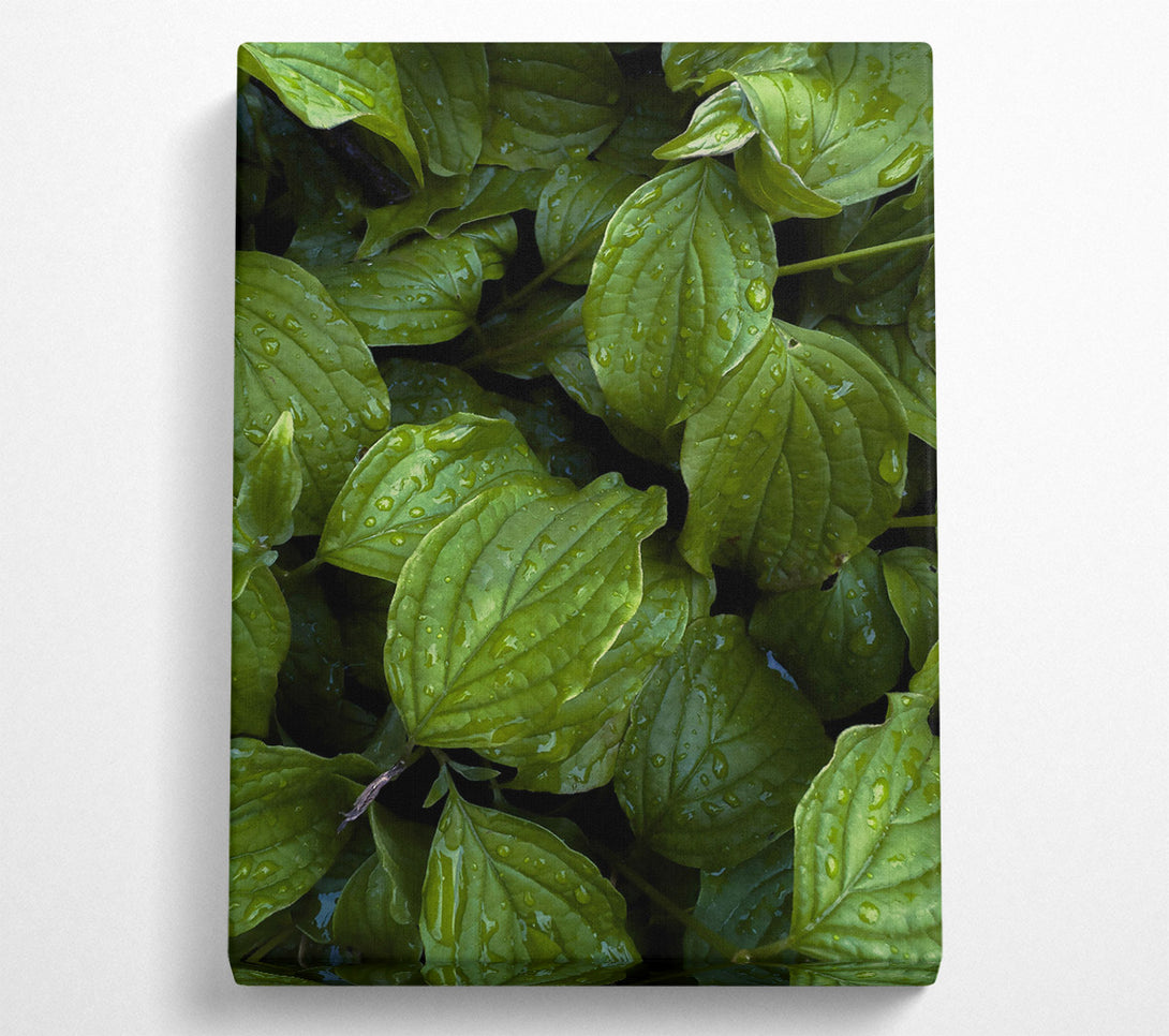  A Canvas Print of Emerald Dew Drops Canvas Wall Art