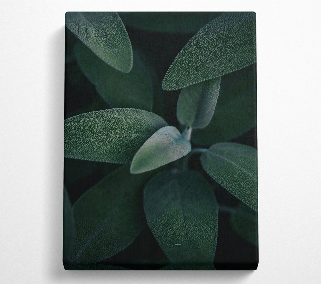  A Canvas Print of Emerald Green Leaves Canvas Print