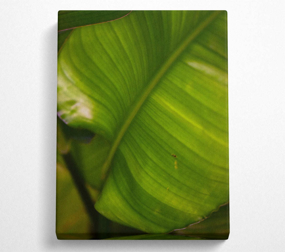  A Canvas Print of Emerald Leaf Veins Canvas Print