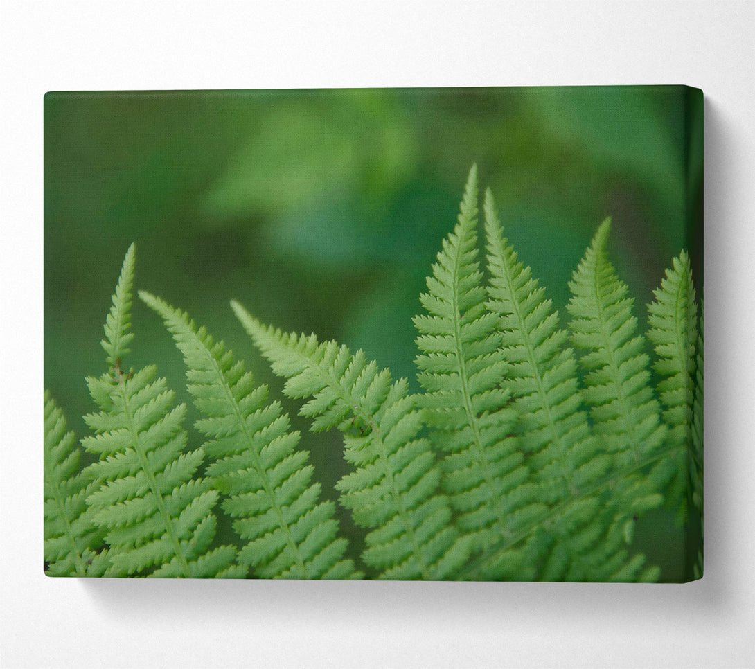  A Canvas Print of Emerald Fern Fronds Canvas Art