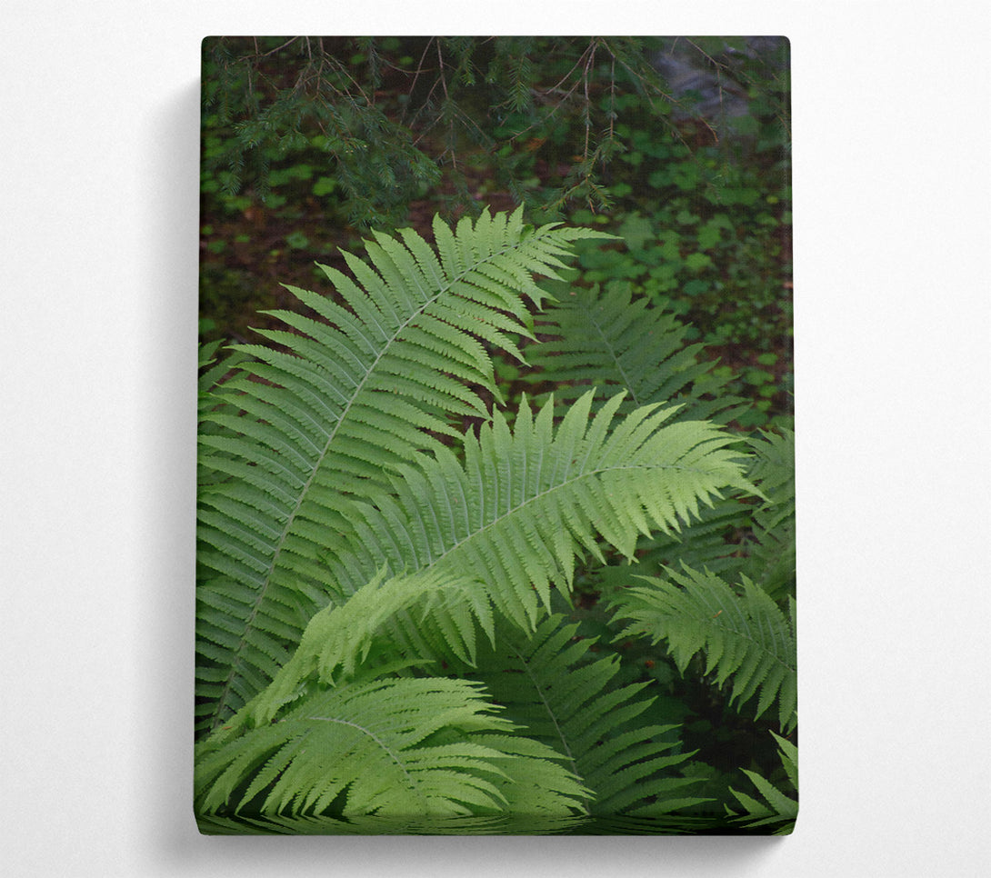  A Canvas Print of Emerald Fern Fronds Canvas Art