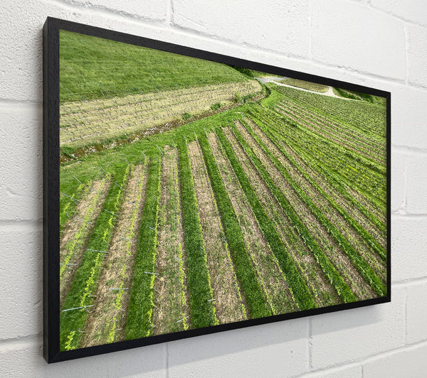 Green Rows Of Life