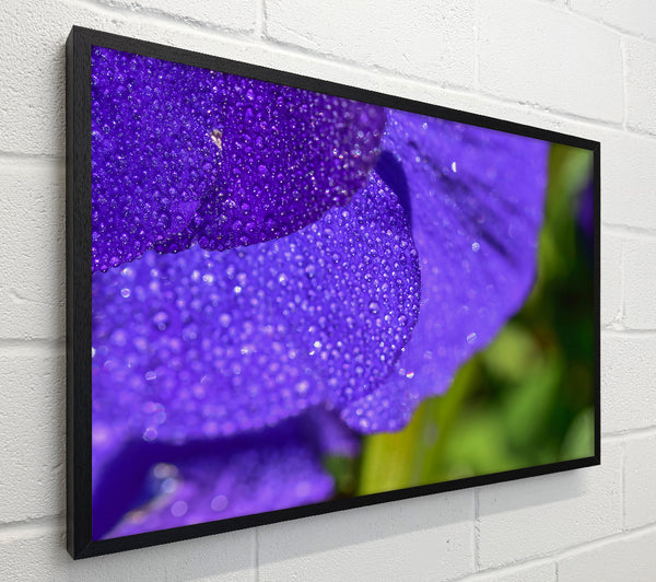 Violet Dew Drops