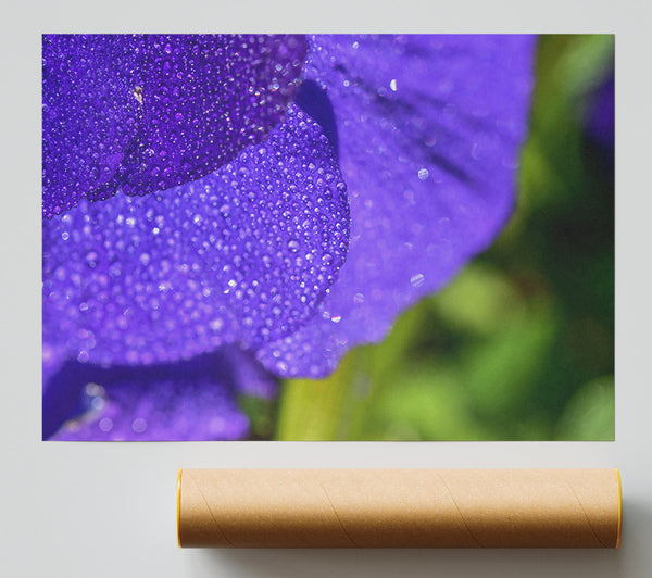 Violet Dew Drops Print