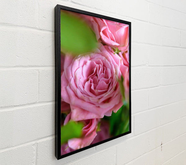 Pale Pink Petals