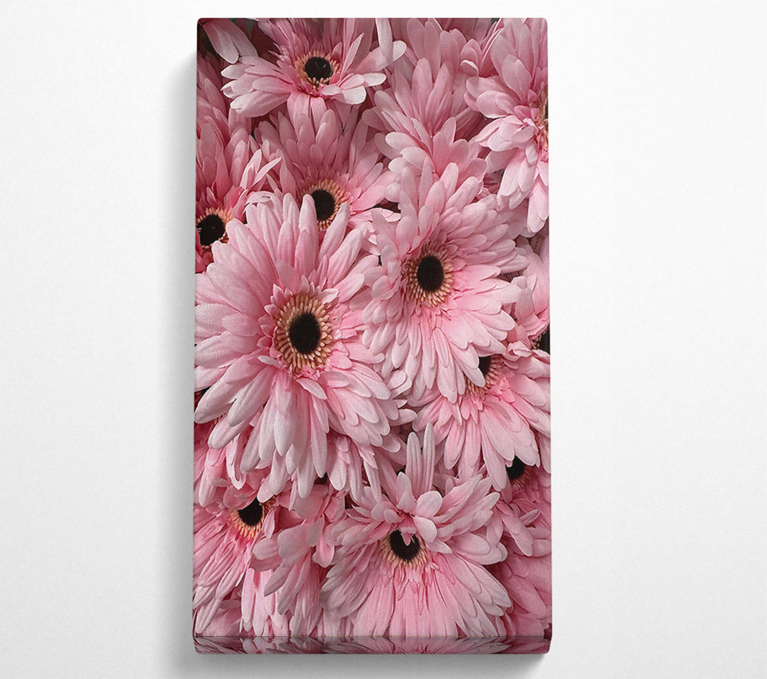  A Canvas Print of Blush Gerbera Blooms Canvas Wall Art