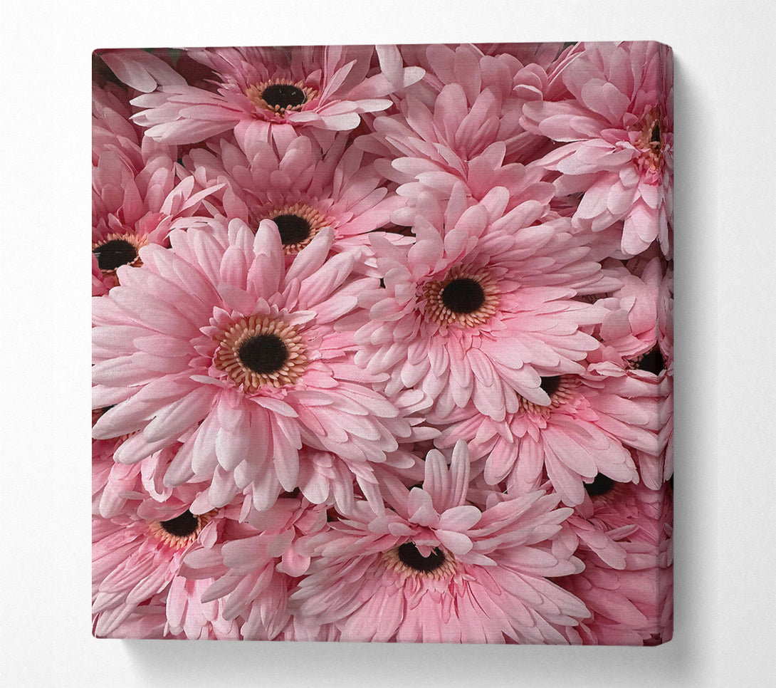  A Canvas Print of Blush Gerbera Blooms Canvas Wall Art