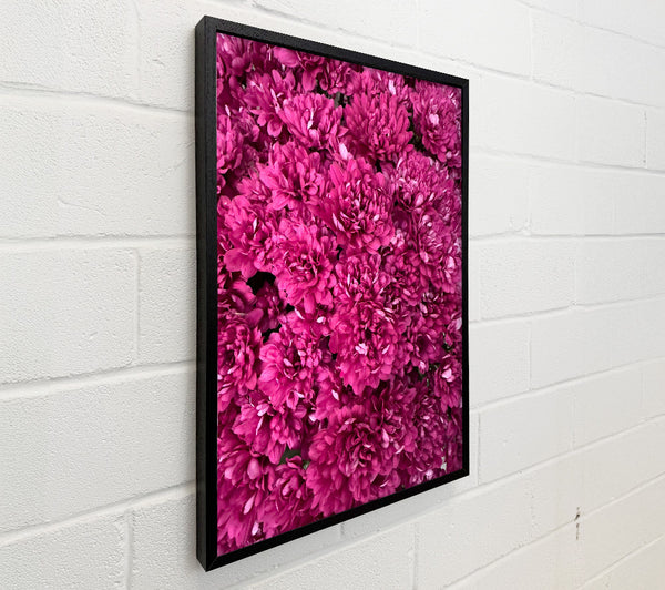 Fuchsia Flower Burst