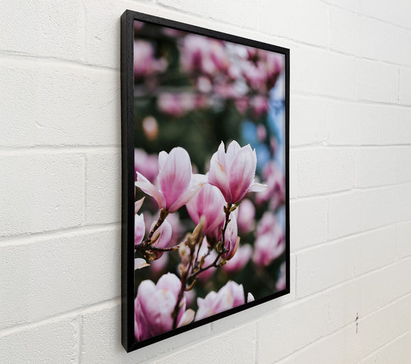Pale Pink Blossom Bloom