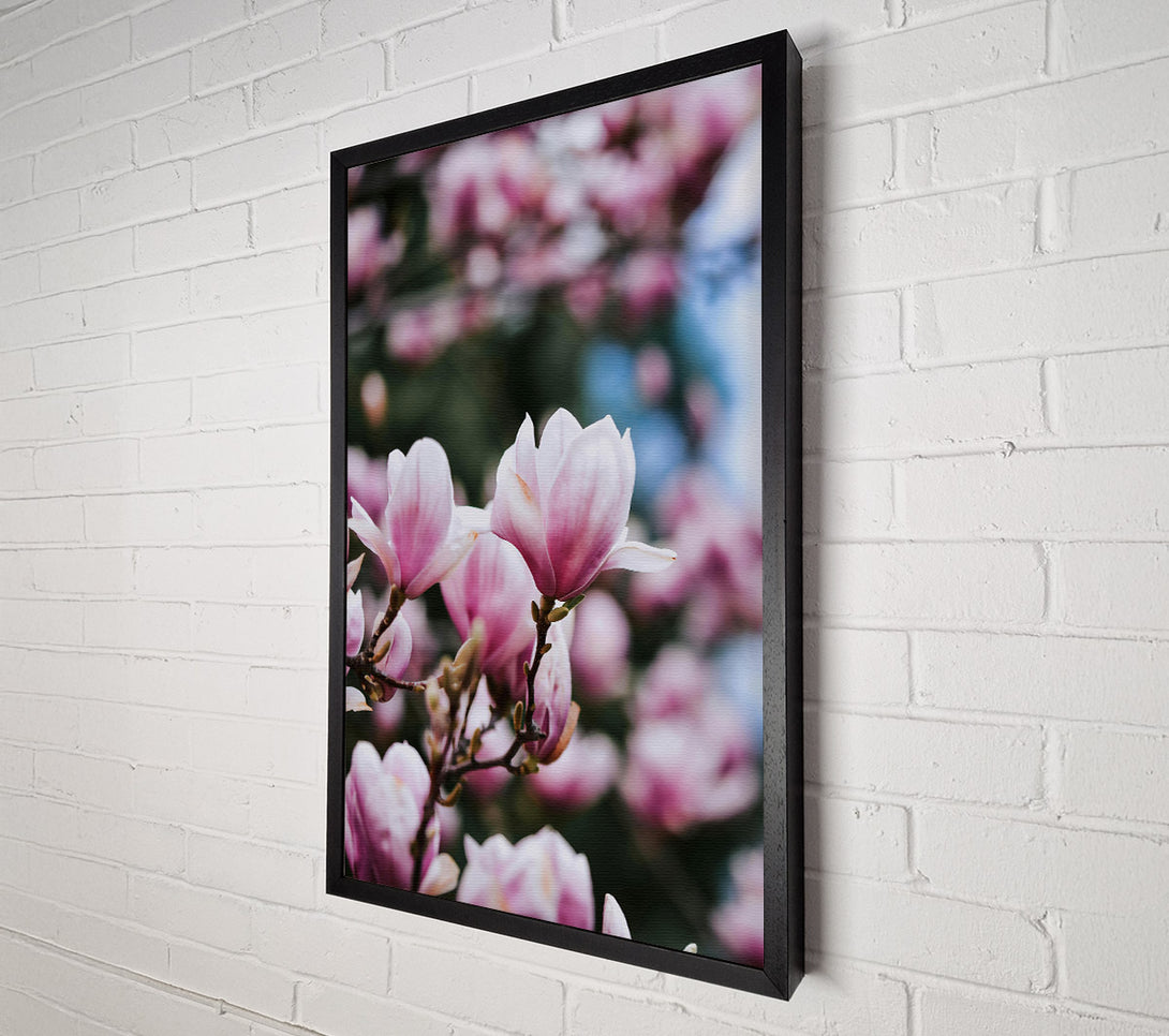  A Canvas Print of Pale Pink Blossom Bloom Canvas Print