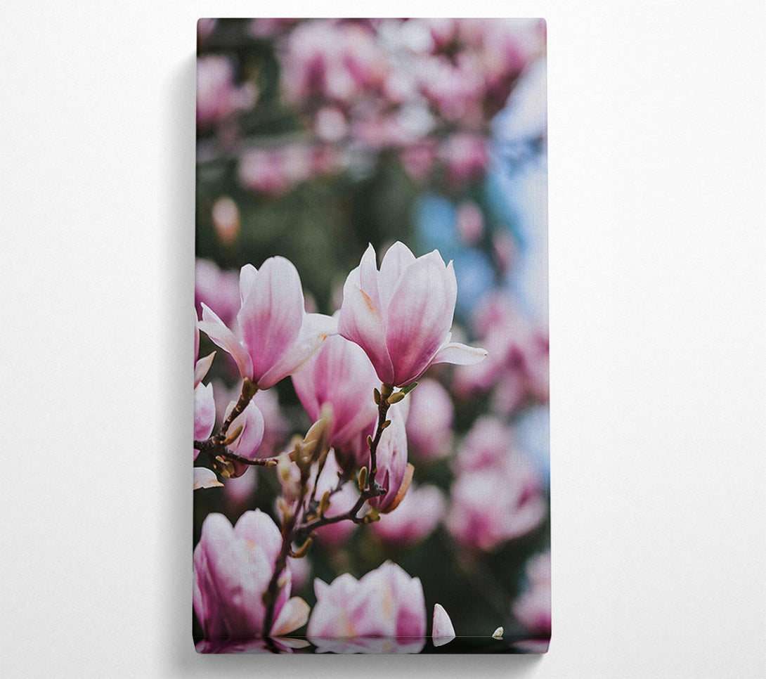  A Canvas Print of Pale Pink Blossom Bloom Canvas Print