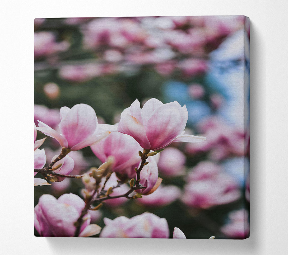  A Canvas Print of Pale Pink Blossom Bloom Canvas Print