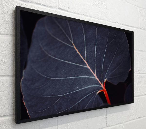 Indigo Leaf Vein