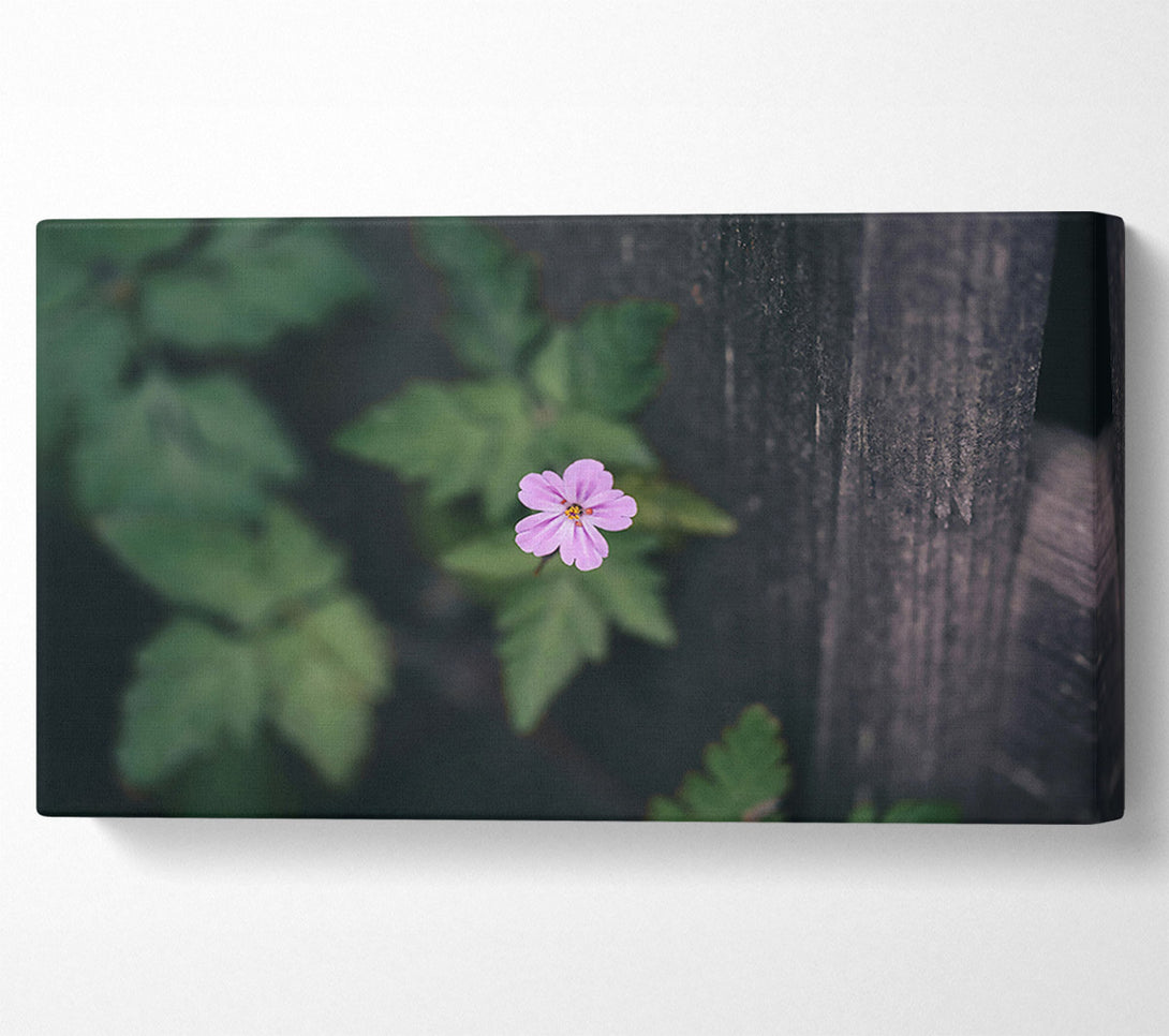  A Canvas Print of Pink Flower Fence Canvas Print