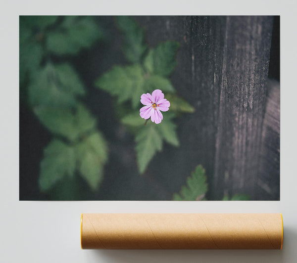 Pink Flower Fence Poster