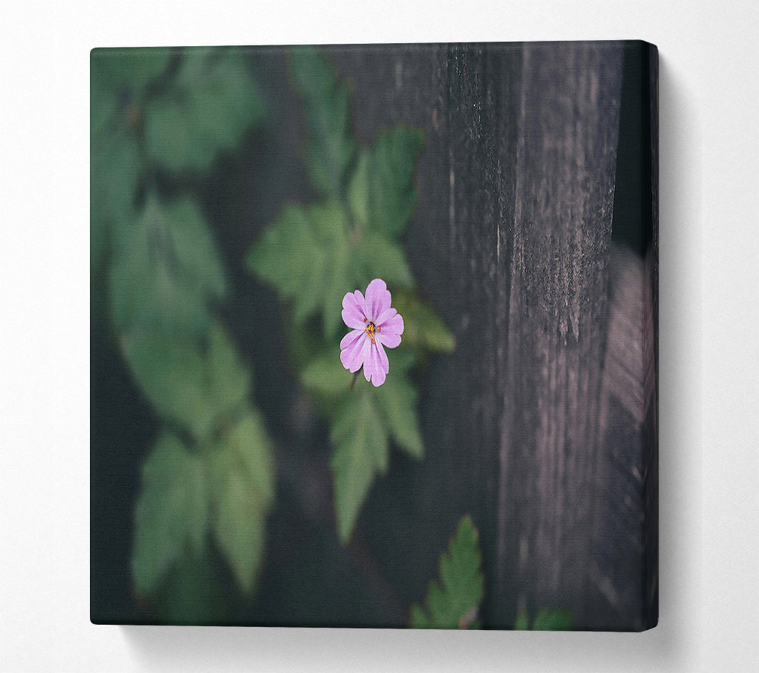  A Canvas Print of Pink Flower Fence Canvas Print