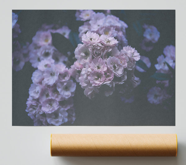 Lavender Bloom'S Embrace Poster