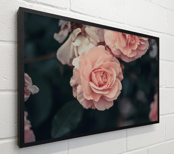 Blushing Rose Bloom
