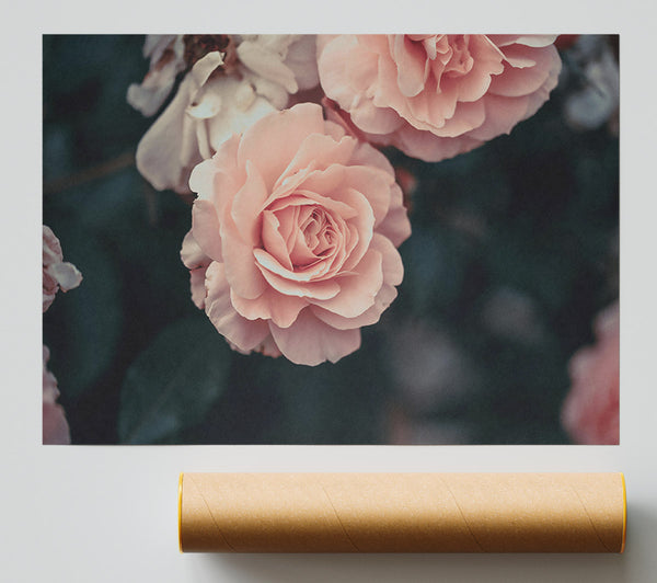 Blushing Rose Bloom Giclee Print