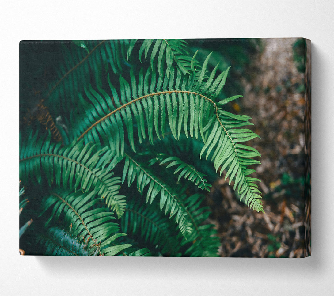  A Canvas Print of Emerald Fern Fronds Canvas Art