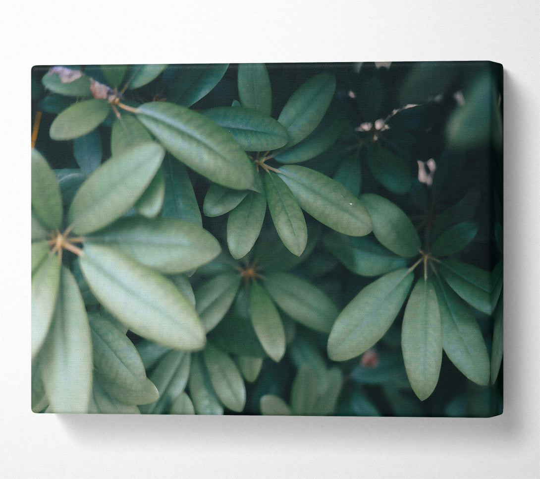  A Canvas Print of Emerald Leaf Embrace Canvas Art