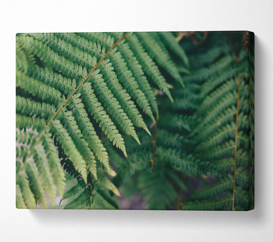  A Canvas Print of Emerald Fern Fronds Canvas Art