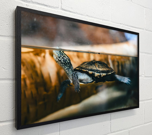 Black Turtle Underwater