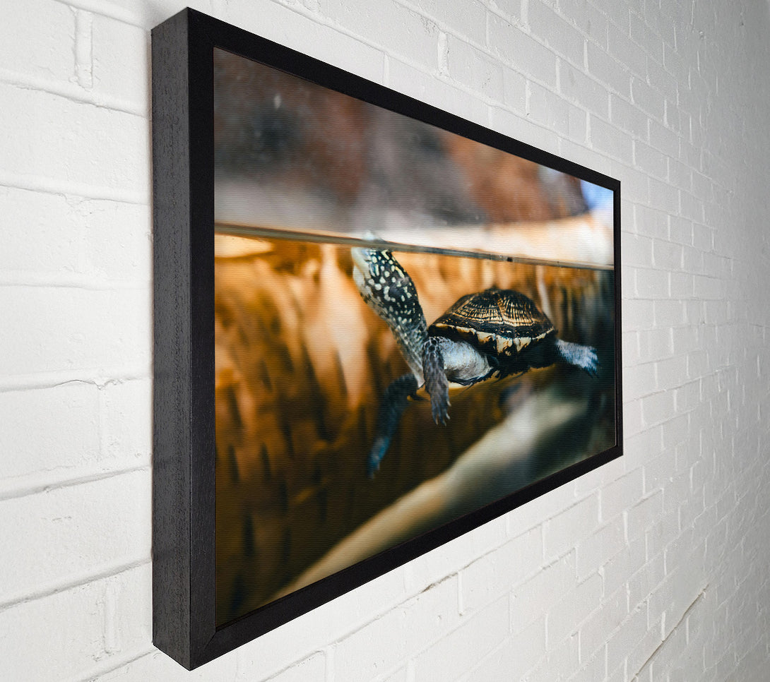  A Canvas Print of Black Turtle Underwater Canvas Wall Art