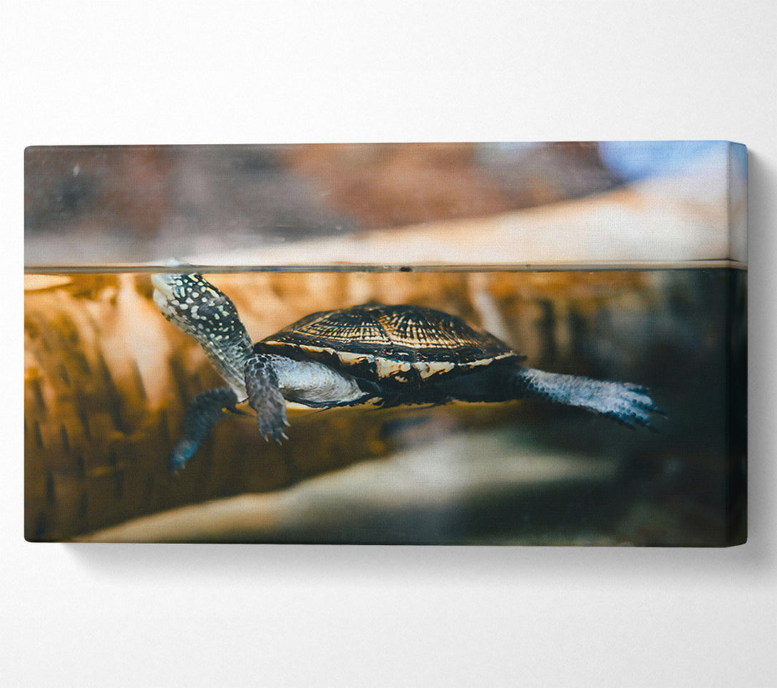  A Canvas Print of Black Turtle Underwater Canvas Wall Art