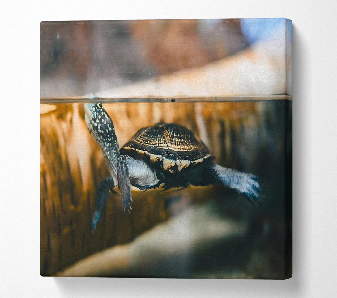  A Canvas Print of Black Turtle Underwater Canvas Wall Art