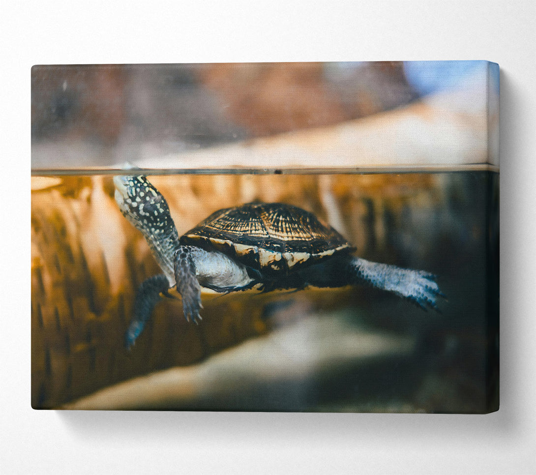  A Canvas Print of Black Turtle Underwater Canvas Wall Art