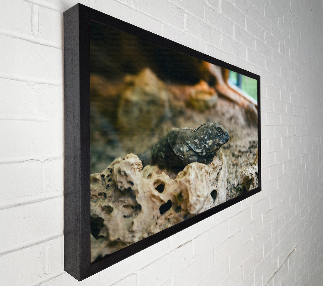  A Canvas Print of Brown Lizard On Rock Canvas Art