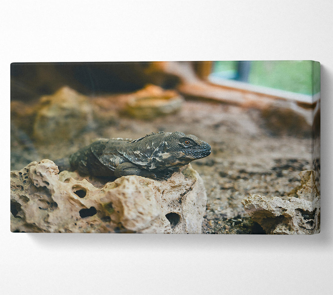  A Canvas Print of Brown Lizard On Rock Canvas Art