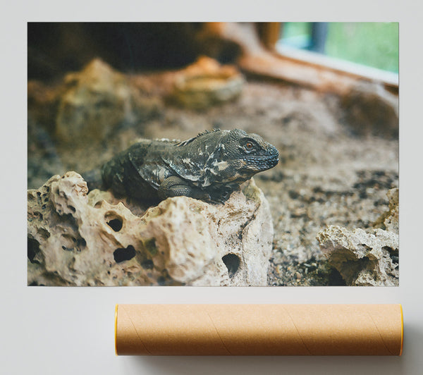 Brown Lizard On Rock Print