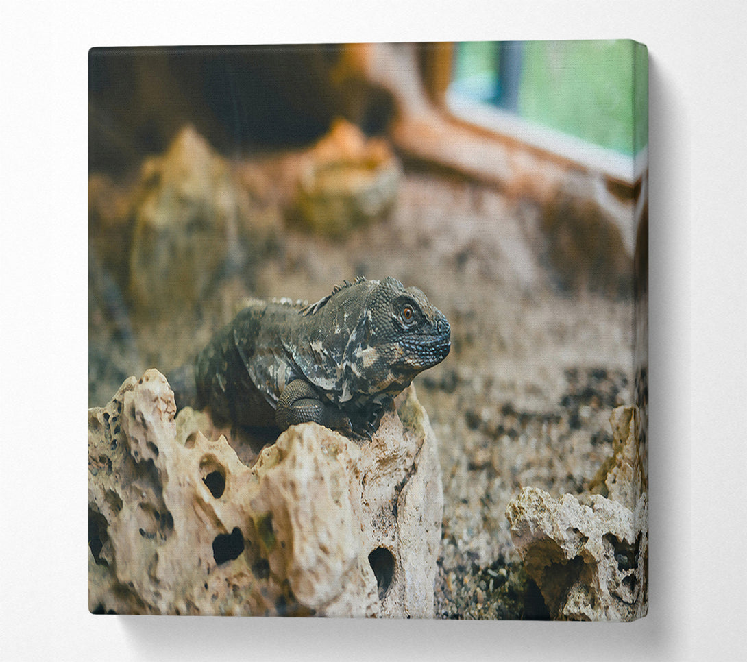  A Canvas Print of Brown Lizard On Rock Canvas Art