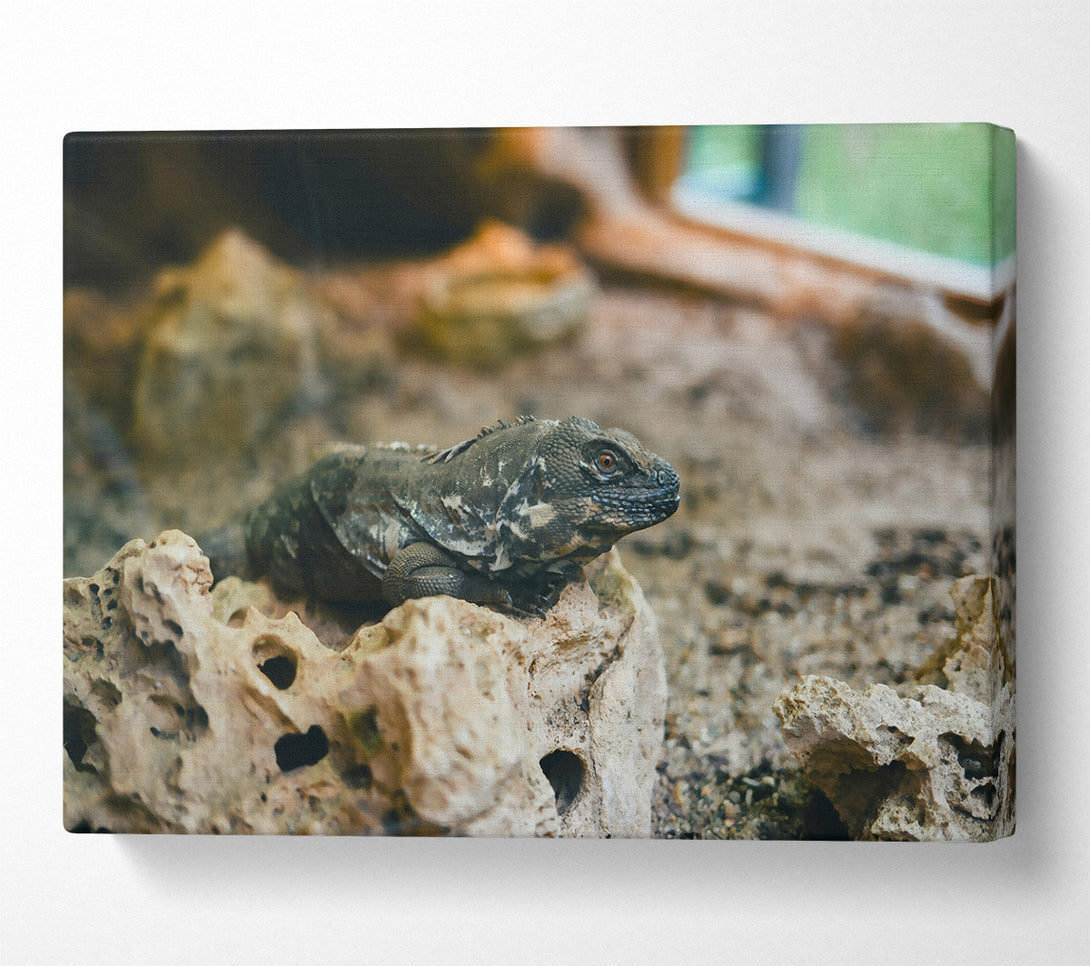  A Canvas Print of Brown Lizard On Rock Canvas Art