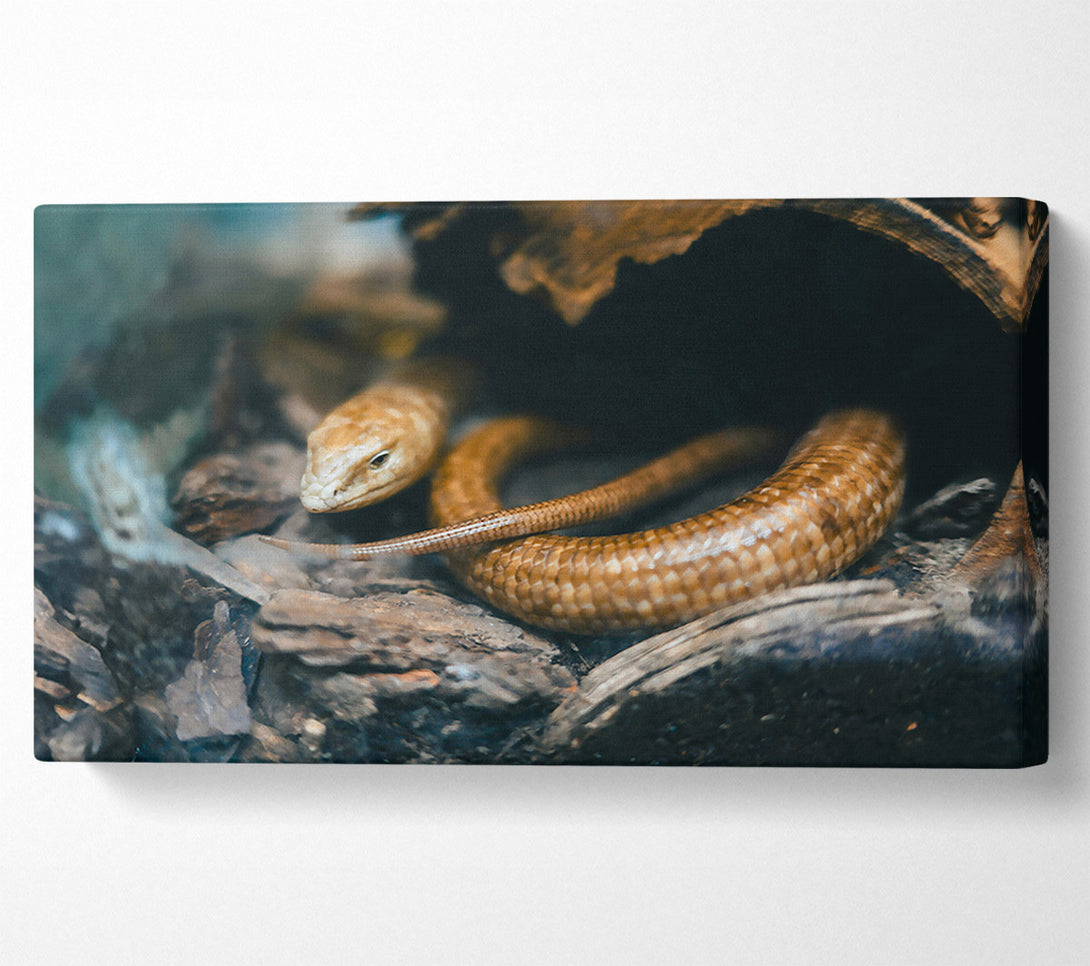  A Canvas Print of Golden Reptile Hiding Canvas Wall Art