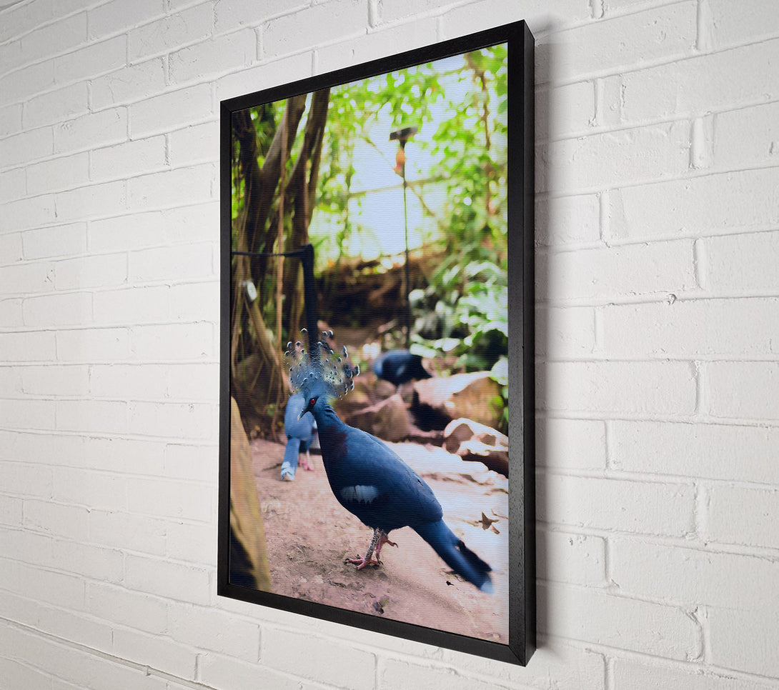 A Canvas Print of Azure Feathered Majesty Canvas Print