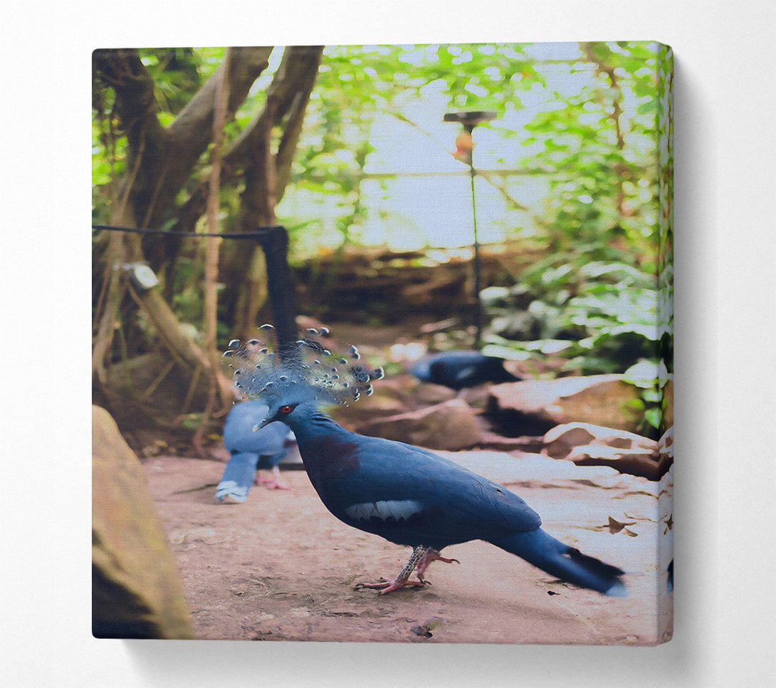  A Canvas Print of Azure Feathered Majesty Canvas Print