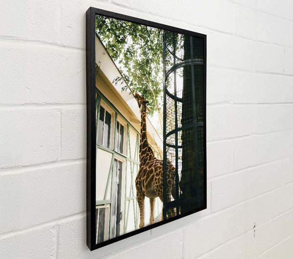 Brown Giraffe Reaching