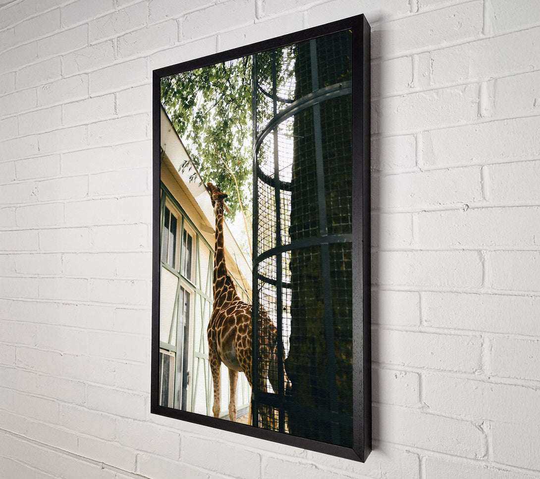  A Canvas Print of Brown Giraffe Reaching Canvas Print