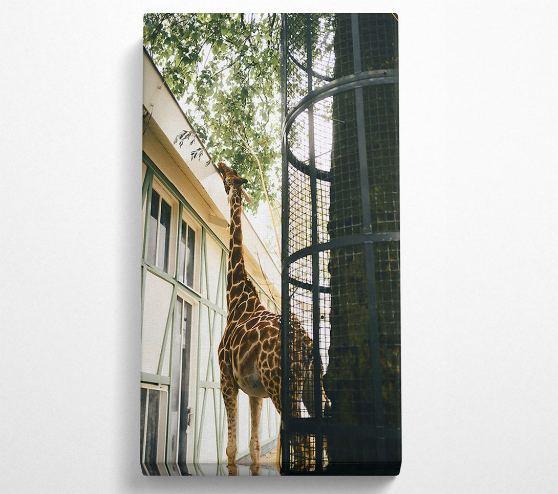  A Canvas Print of Brown Giraffe Reaching Canvas Print