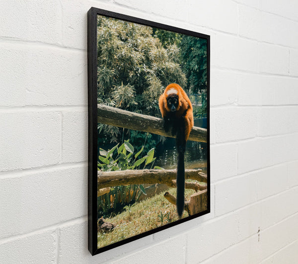 Red Lemur'S Gaze
