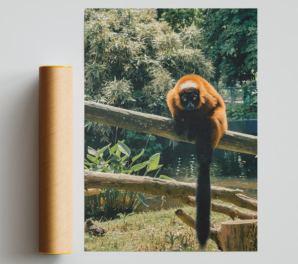 Red Lemur'S Gaze Giclee Print
