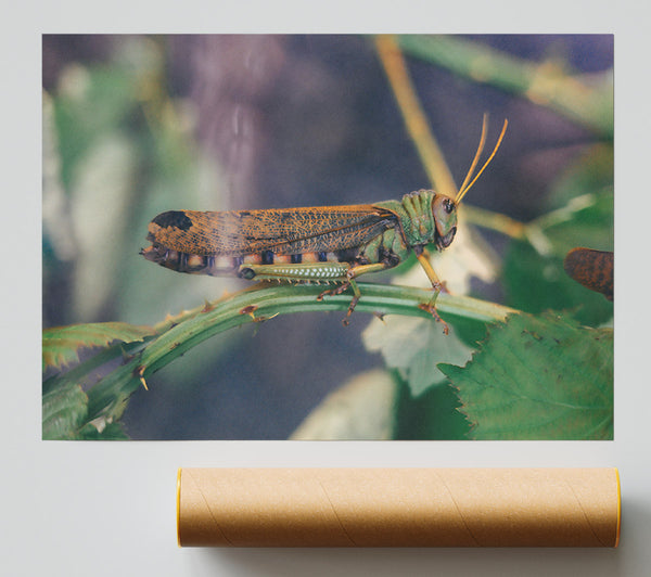 Green And Brown Hopper Poster
