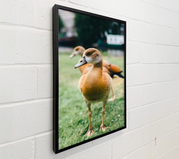 Golden Duck In The Grass